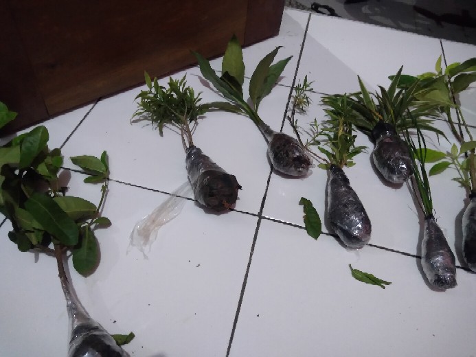 Tanaman Hias Lily Hujan-kucay Tulip - Pohon Lili Hujan