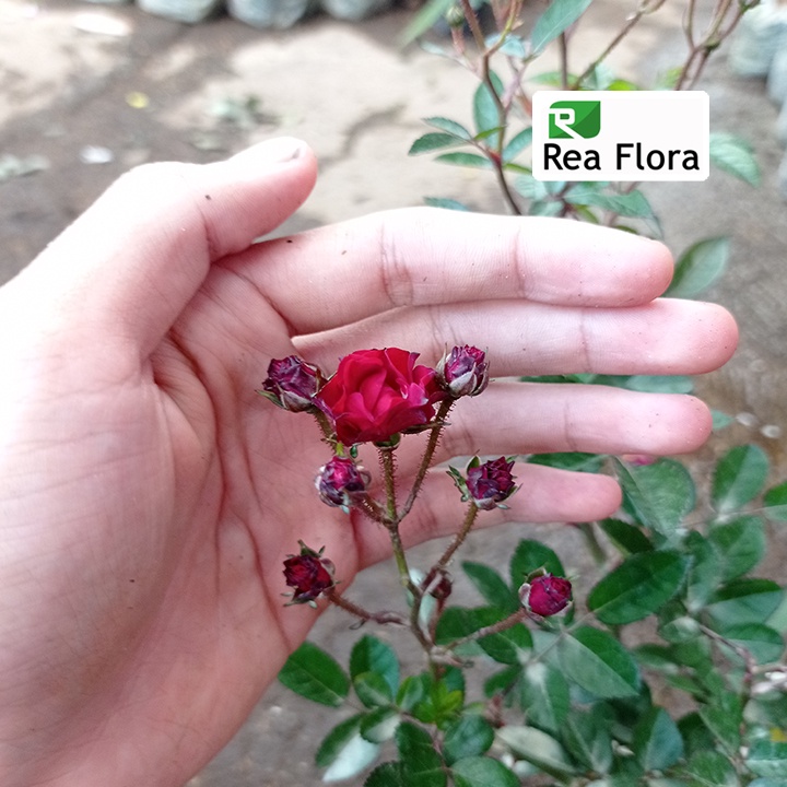 Tanaman Hias Bunga Mawar Marun Mini - Mawar/Rose Import Cherry Singapore - Mawar Hidup
