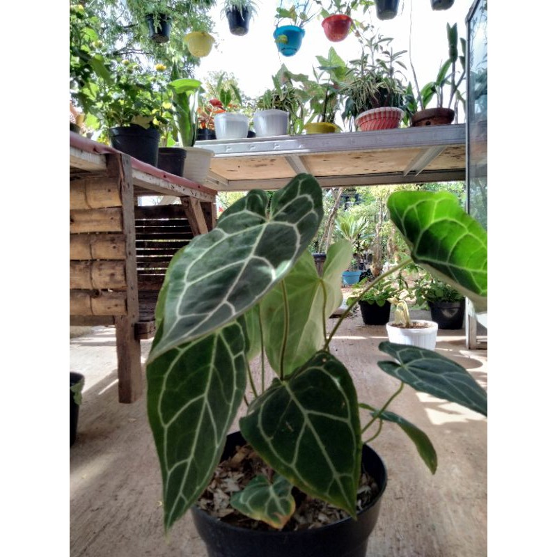 Tanaman hias kuping gajah jumbo