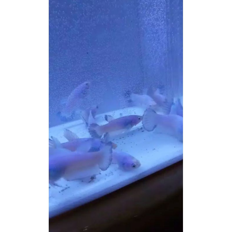 Cupang Blue Rim line Thailand Original Bahanan 2.5.3 Bulan Clean Body