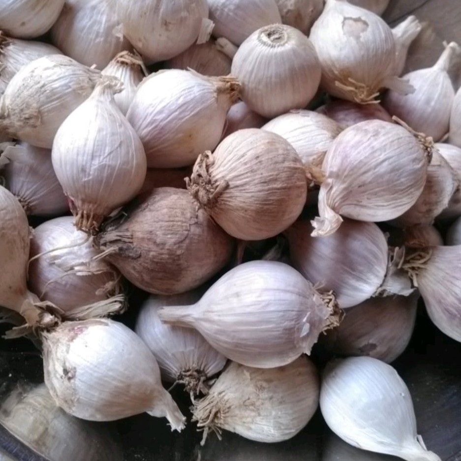 Bawang Putih Tunggal / Bawang Lanang 1Kg