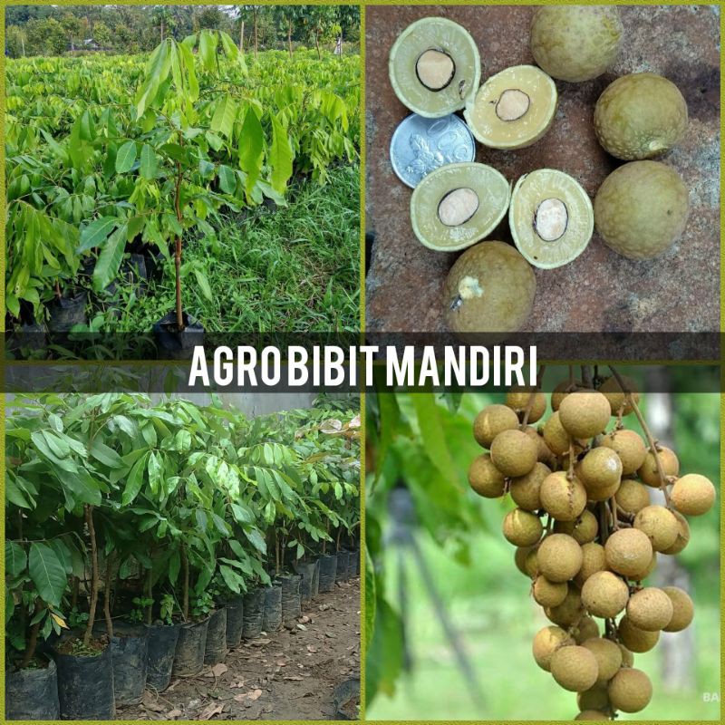 BIBIT BUAH KELENGKENG NEW KRISTAL UNGGUL