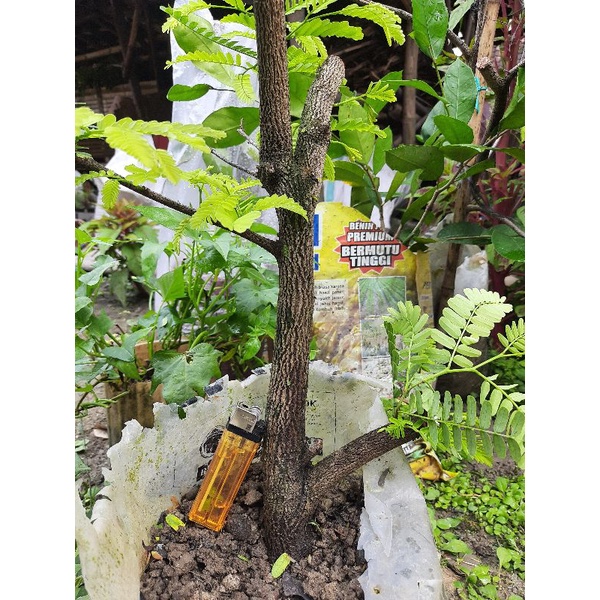 bahan bonsai asem jawa hasil cangkok realpic.