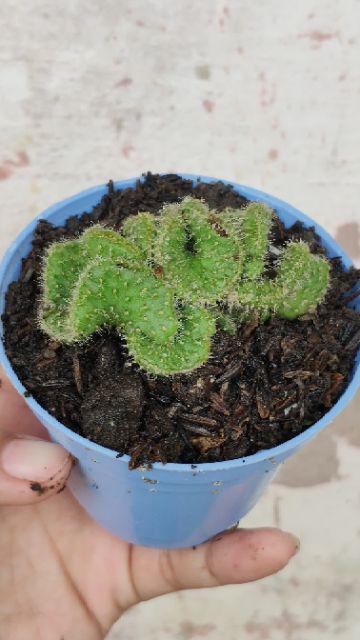 Pot Mini Warna Warni 8 Cm Garden Of Love