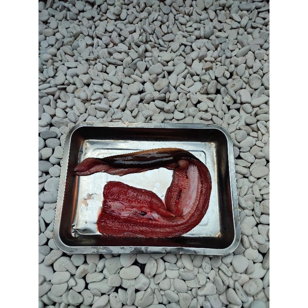 

Belut fillet unagi segar 500 gr - ikan segar de juragan