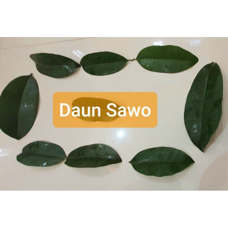 

100 Lembar DAUN SAWO u/ OBAT KENCING MANIS | Original