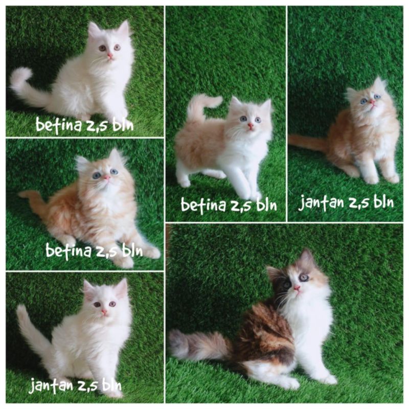 kucing kitten persia longhair bulu kapas