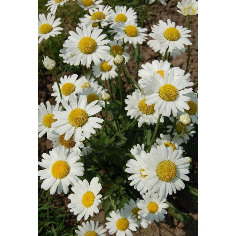 Benih Bibit Biji - Chrysanthemum White Breeze Bunga Krisan Putih Flower Seeds - IMPORT