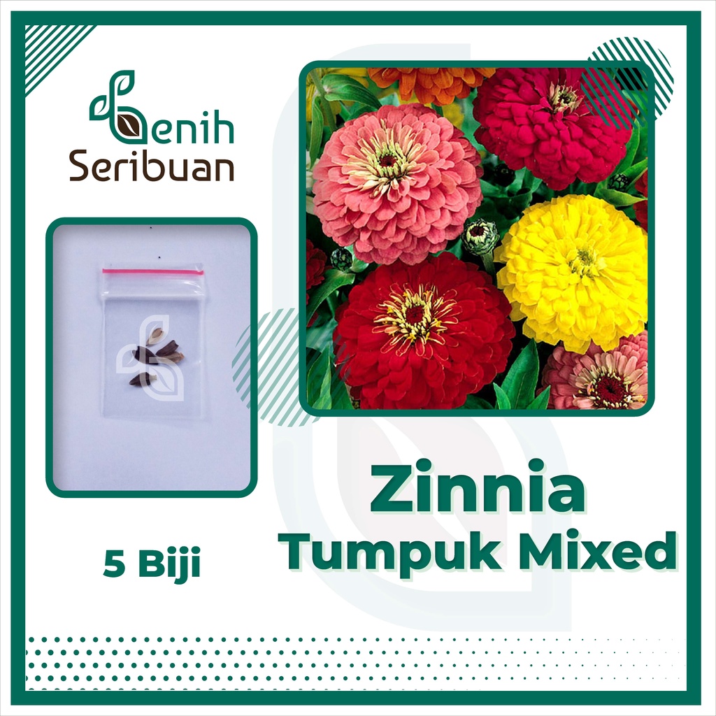 BS-BYL Bibit Bunga Benih Tanaman Bunga Hias Matahari Mawar Aster Vinca Krisan Telang Sunflower Krokot Lavender Marigold Zinnia-ZINNIA ELEGANS MIX