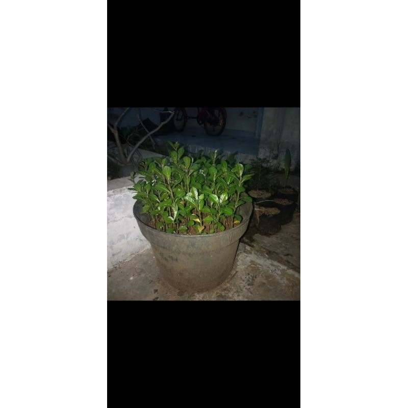 

bibit pohon ketapang kecil