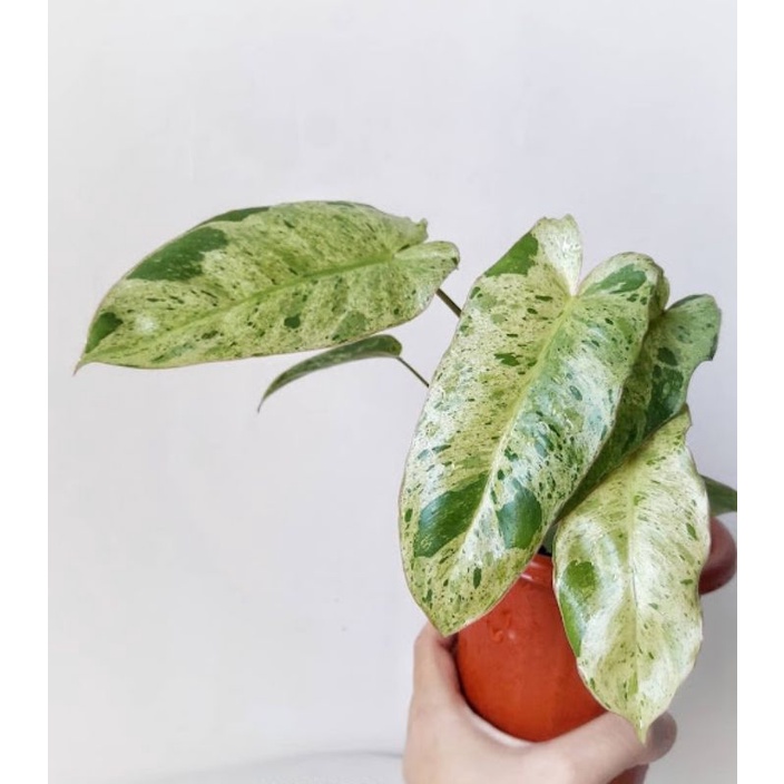 Philodendron Paraiso Verde - Tanaman Hias