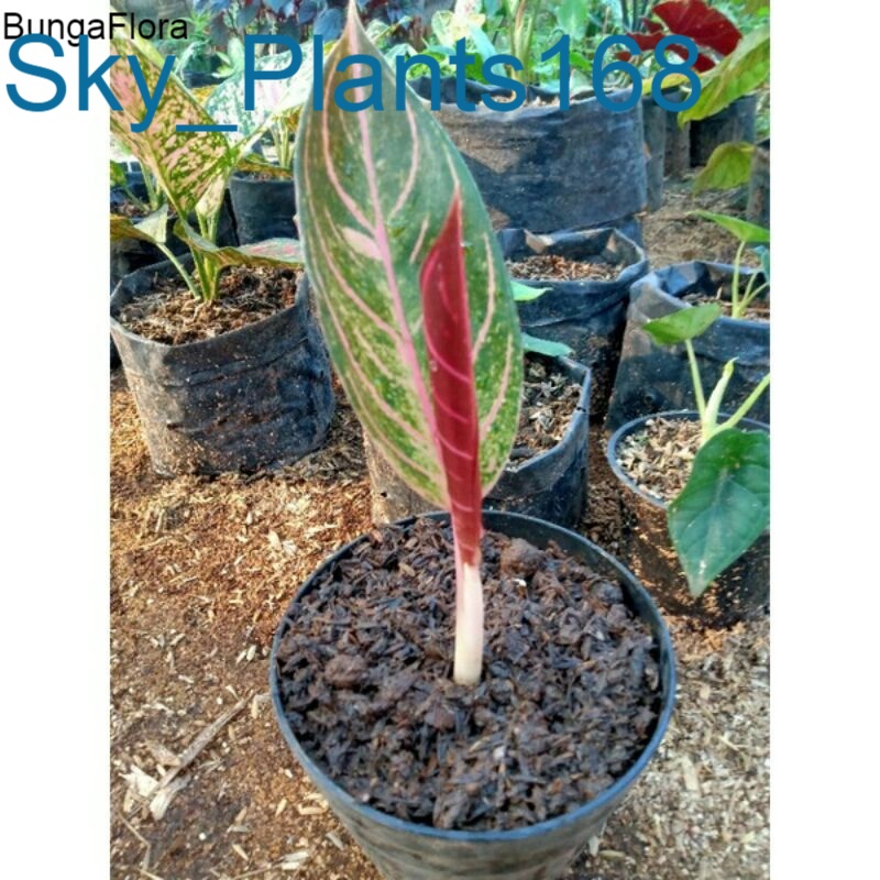 Anakan Aglonema Red sumatra