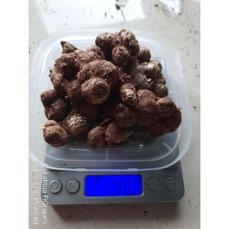 Rimpang kunyit hitam asli 50gr