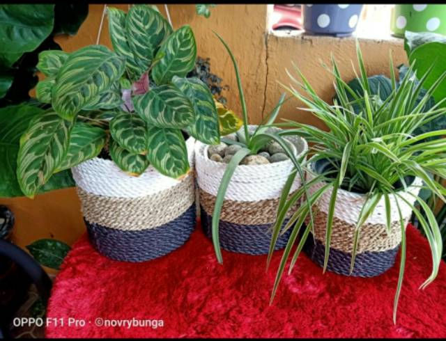 Keranjang Pot Tanaman  Anyaman Daun Pandan 01