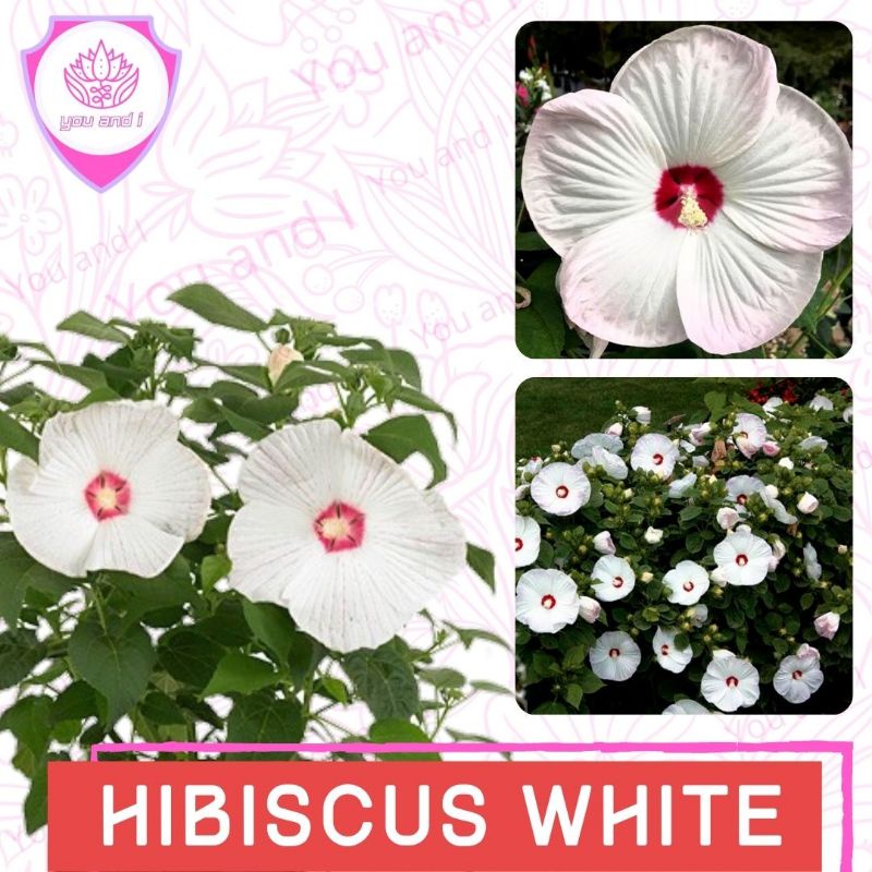 Benih HIBISCUS WHITE Biji Bunga Kembang Sepatu