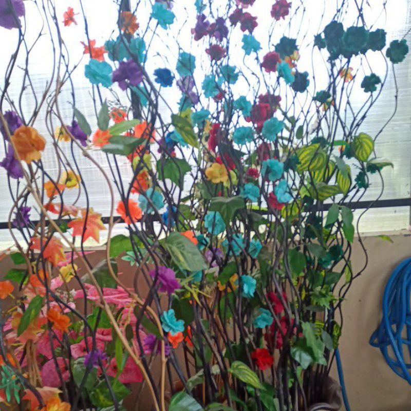 BUNGA HIAS BAMBU ULIR/BAMBU INUL/BUNGA CARANG