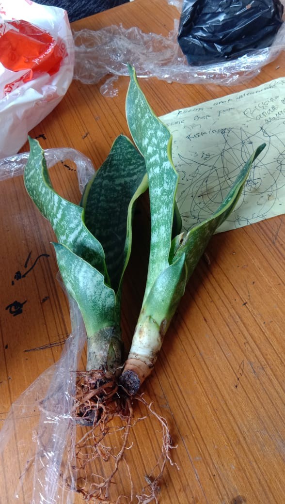  Tanaman  hias sensivera lidah  mertua  gold flame Shopee 