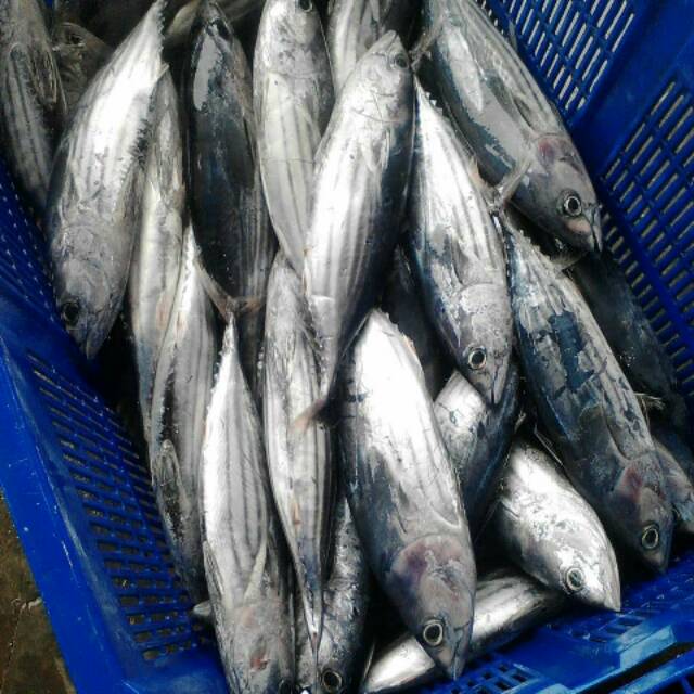 

Ikan cekalang manado