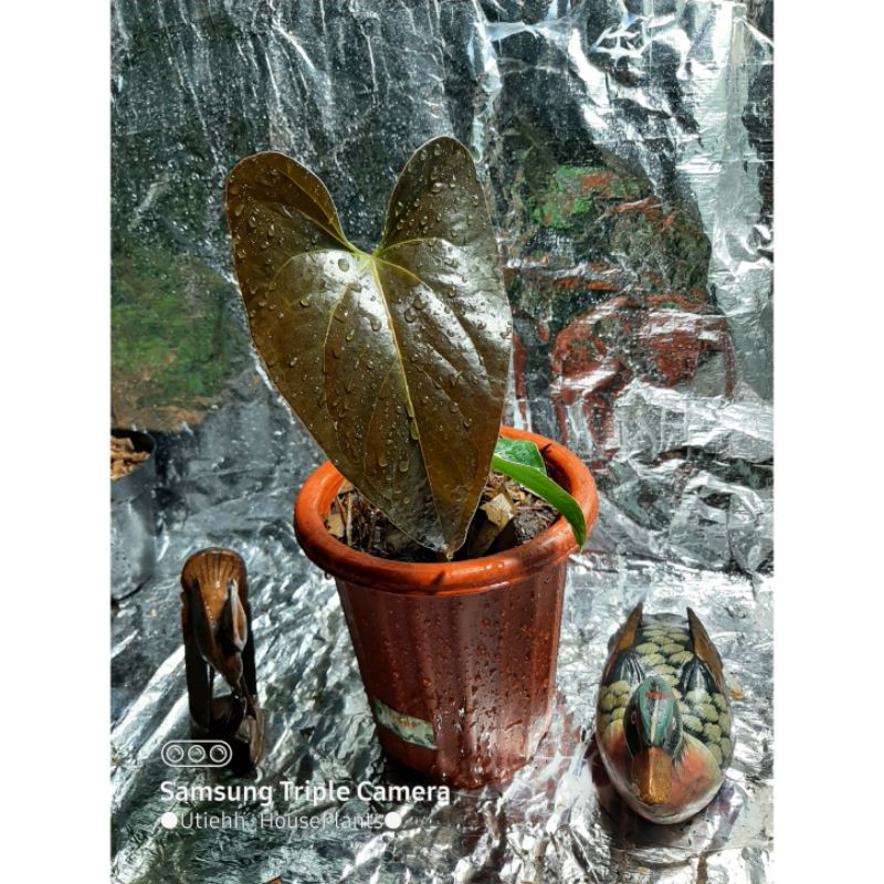 ANTHURIUM MODEANUM