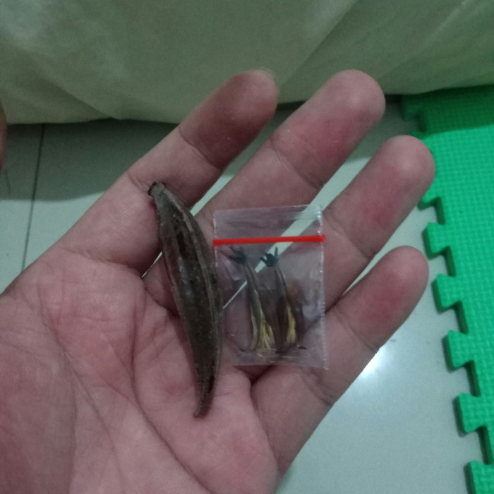 (TERBARU) BIJI NEPENTHES RAFFLESIANA / BENIH / SEED KANTONG SEMAR