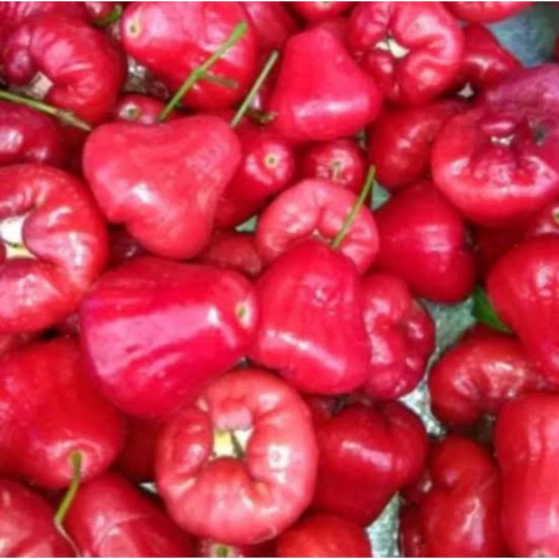 

Jambu air rujak 1kg