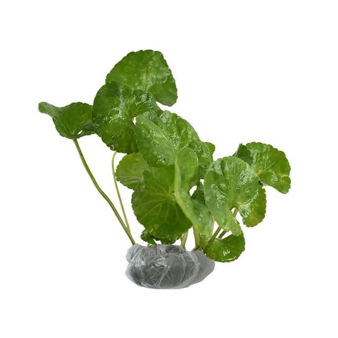 BIBIT TANAMAN VIOLCES (OBAT) UNGGULAN