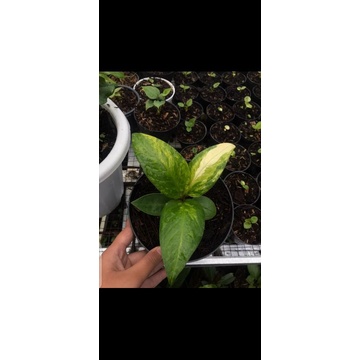 jemani eka variegata