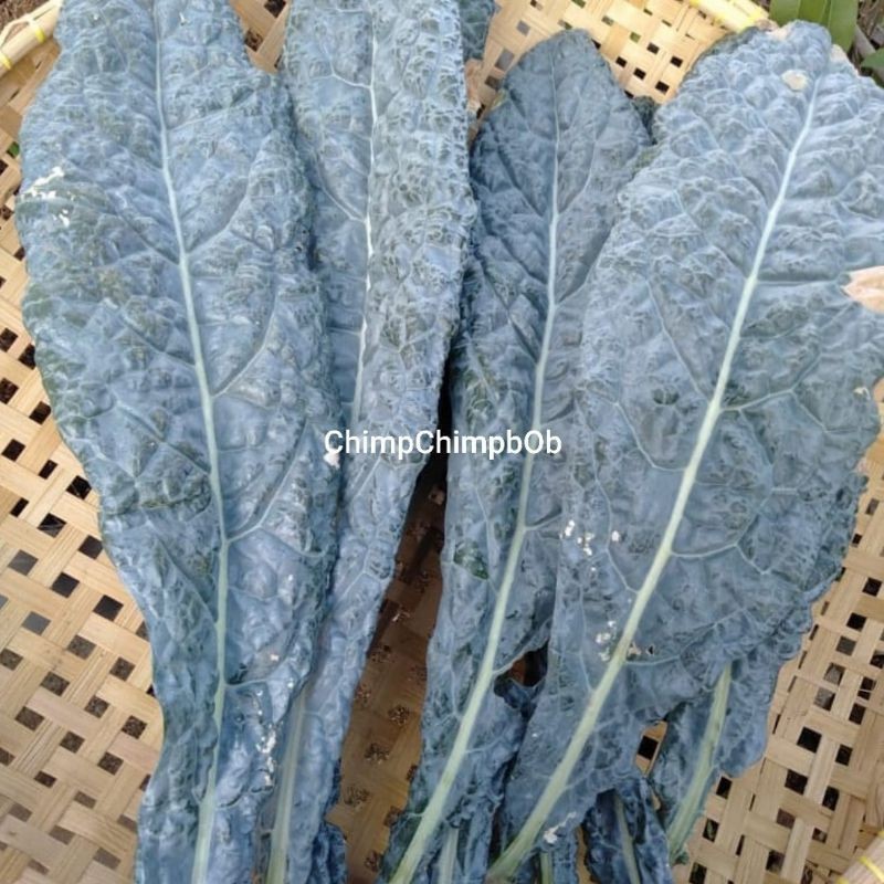 

KALE NERO SAYUR SEGAR 250 GRAM / KALE LURUS FRESH