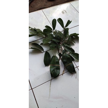 

Daun Sirsak Tua Herbal