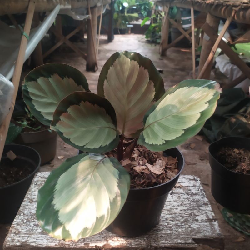 Calathea Corona | kalatea corona
