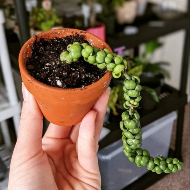 Kaktus Sukulen Dischidia Pangolin Kisses Rare Langka