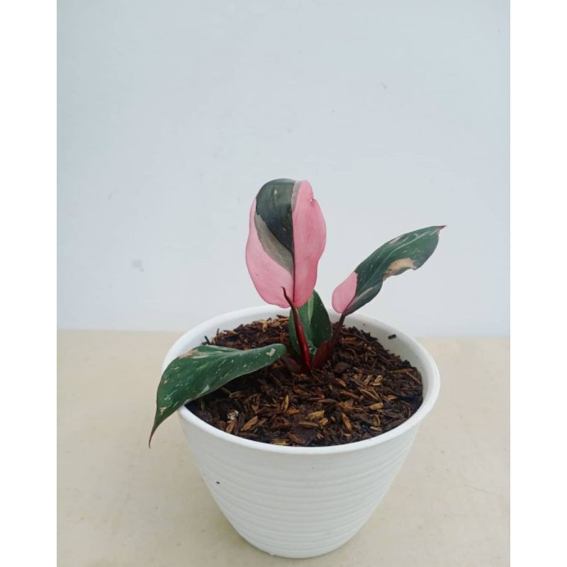 Philondendron Pink princess - Philo pink princess
