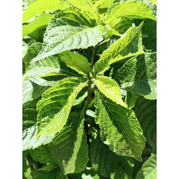 

Daun Keji/Daun pecah beling Fresh dari Pohon Langsung