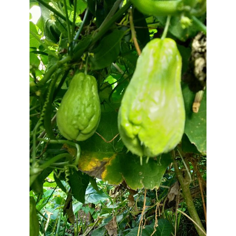 

labu siam buat sayur