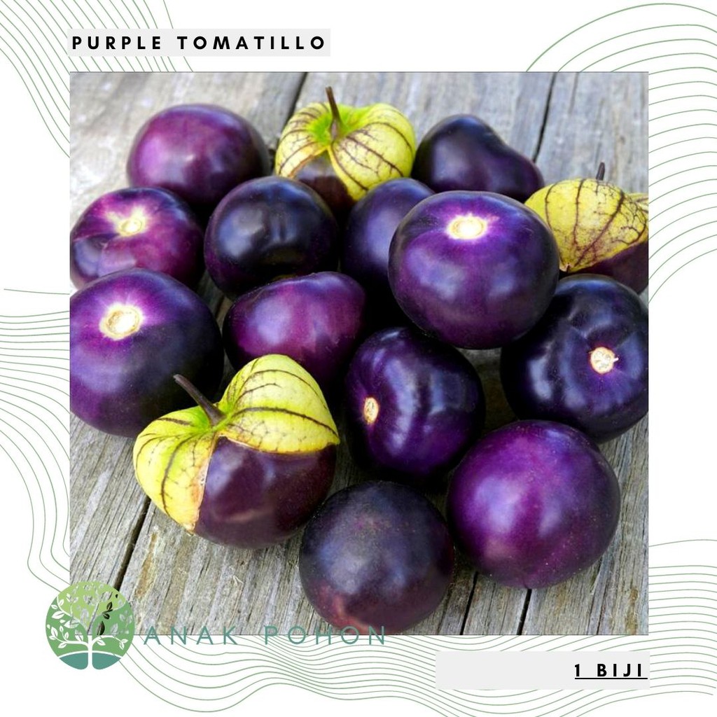 Benih Bibit Biji - Ciplukan Ungu Jumbo Purple Tomatillo Seeds