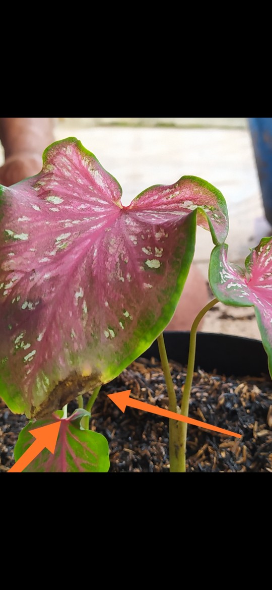 Caladium Whorton,bibit Caladium ,keladi Hias