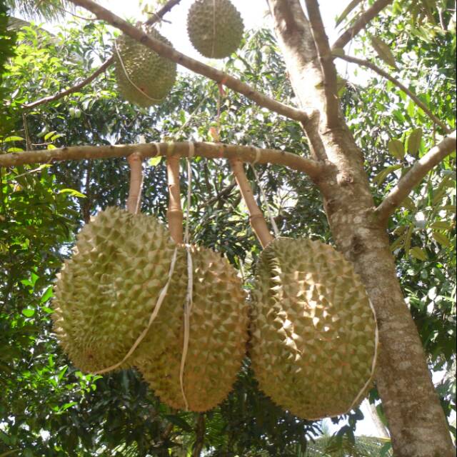 Bibit Durian Bawor Kaki 1 (Jaminan Original)