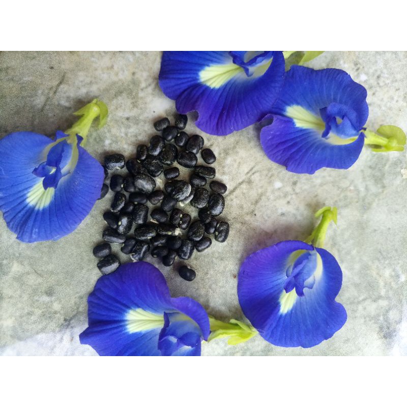 Biji bunga telang biru | 10 biji
