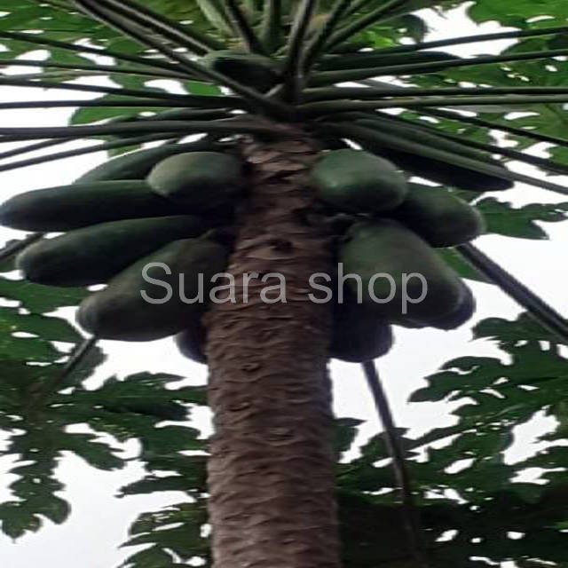 

Suara shop - Pepaya muda segar dan berkwalitas