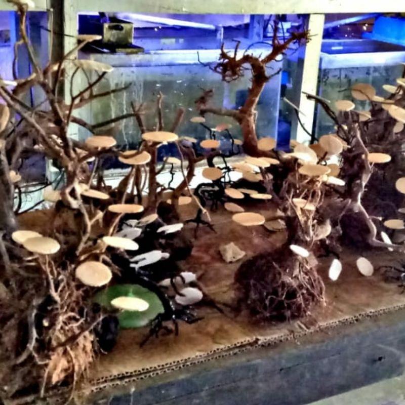 tatakan moss bonsai aquascape hiasan akuarium