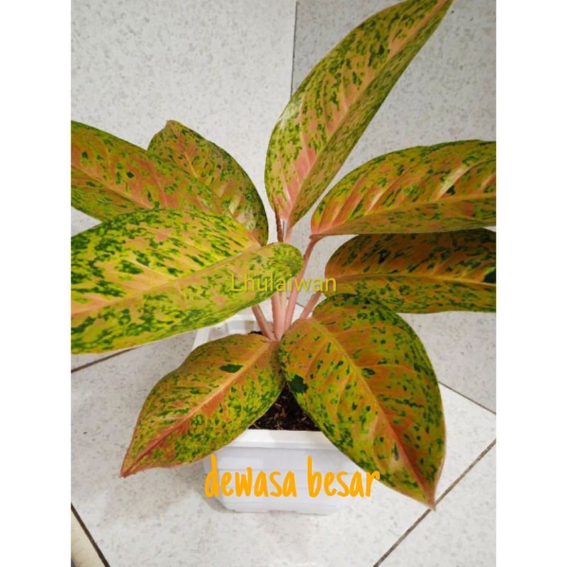 Tanaman hias aglaonema big roy/ aglonema big roy/ lulaiwan ukuran dewasa