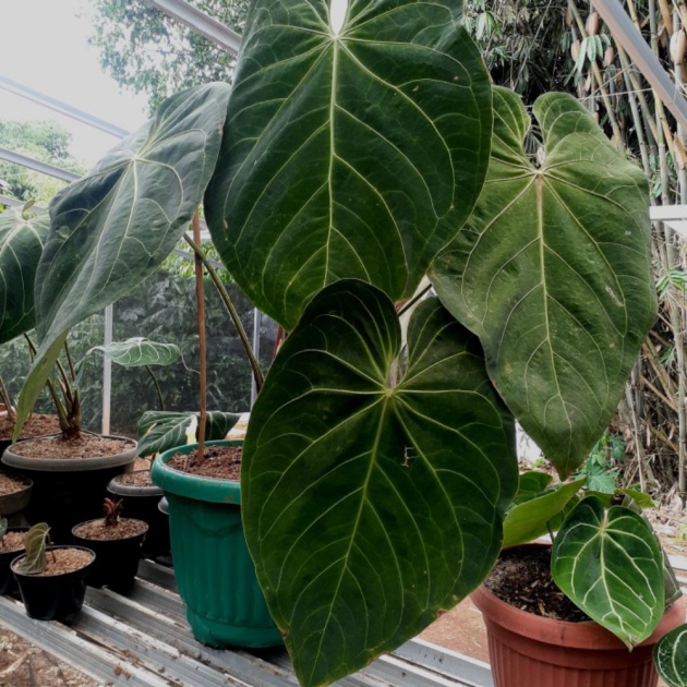 Unik tanaman hias kuping gajah kalongmagnificum verde Diskon