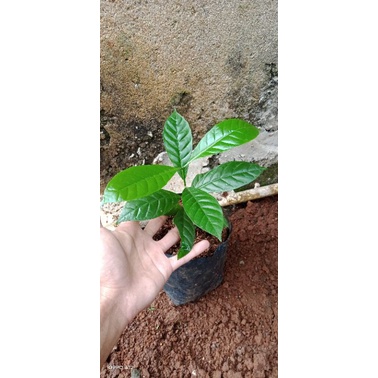 bibit/tanaman kopi Arabika/tanaman kopi Arabika