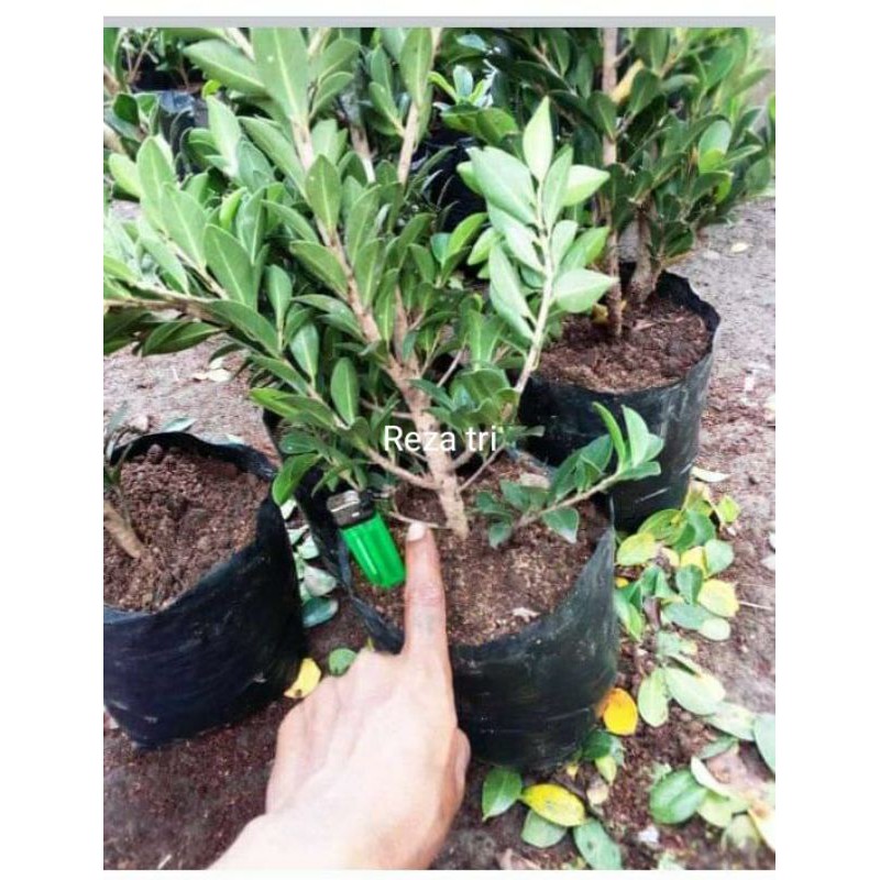 bibit bonsai ficus elegan