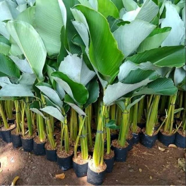 Tanaman hias pisang  Kalatea pohon pisang  calathea  