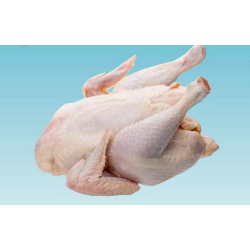 

Ayam Broiler Potong