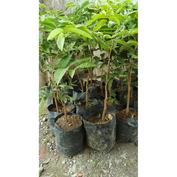 Bibit Tanaman Kelengkeng Aroma Durian