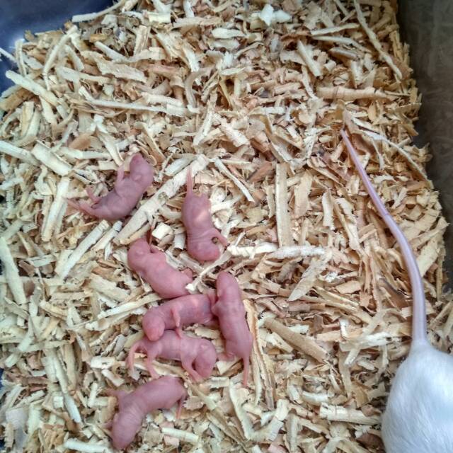 Tikus putih pingkies mencit