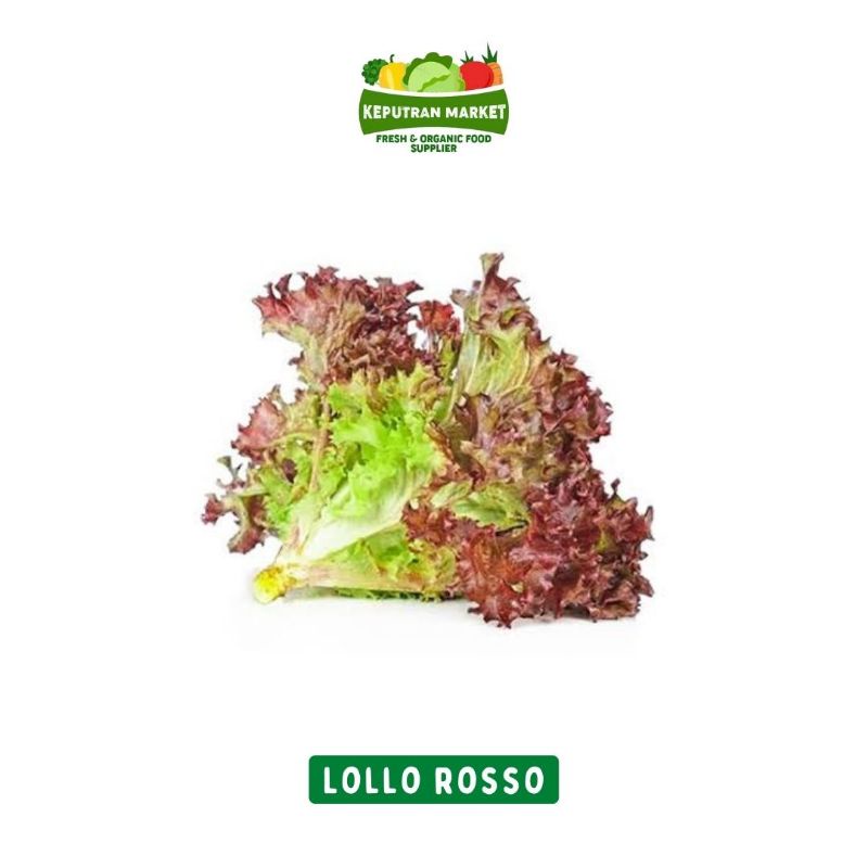 

Lollo Rosso / Selada Keriting Merah 500 Gram / Produk Langka