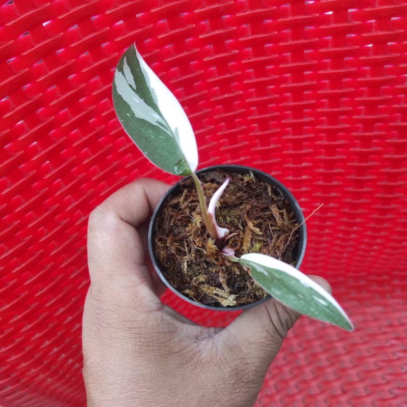 Philodendron Anderson Varigata (sesuai foto)